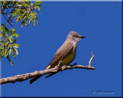 Western Kingbird