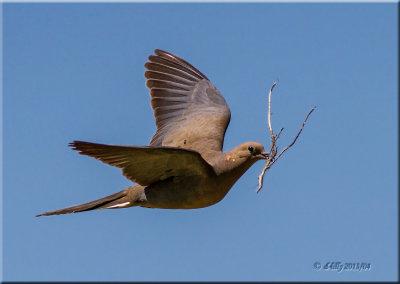 Mourning Dove nesting