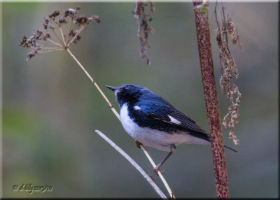 Black-throated Blue Warbler.jpg