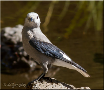 Clark's Nutcracker.jpg
