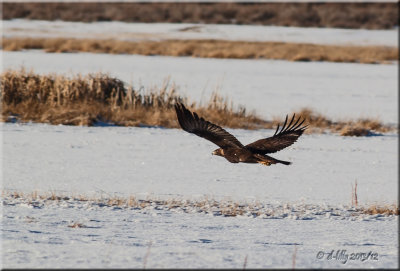 Golden Eagle.jpg