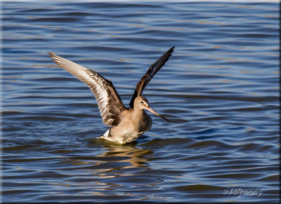 Hudsonian Godwit.jpg