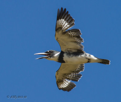 Belted Kingfisher in flight