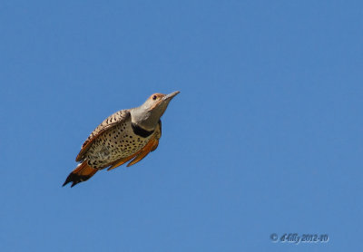 Northern Flicker...like a bullet