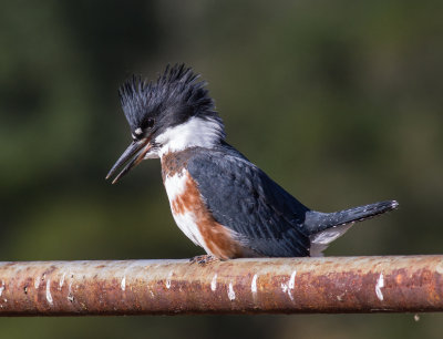Belted Kingfisher #4