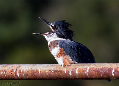 Belted Kingfisher #3