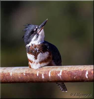 Belted Kingfisher #1