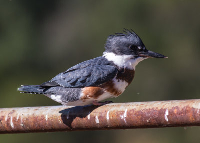 Belted Kingfisher #2