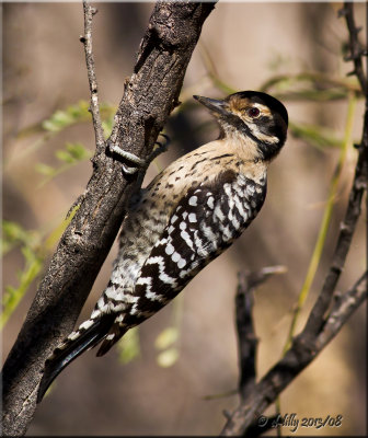 Ladder-back Woodpecker, female