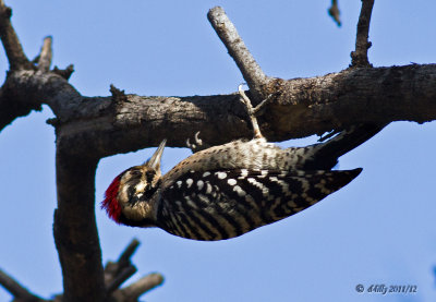 Ladder-back Woodpecker, male