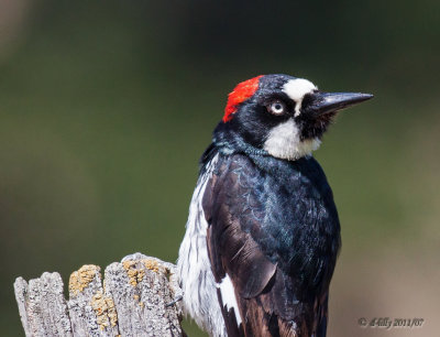 Acorn Woodpecker on stump