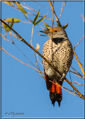 Norther Flicker on bamboo