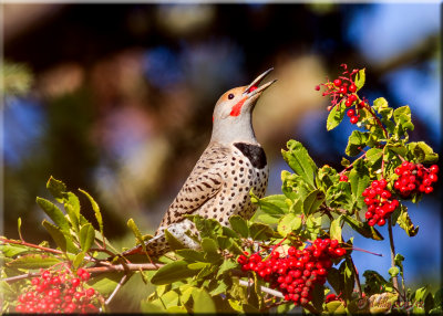 Northern Flicker eating a berry