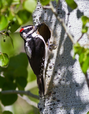 Hairy Woodpecker on tree