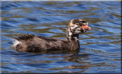 Pied-billed Grebe