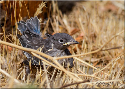 Western Bluebird
