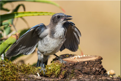 Western Scrub Jay