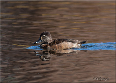 Ring-necked Duck, female