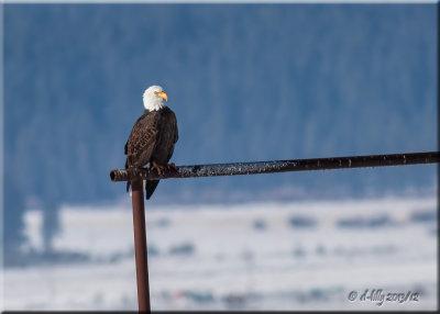 Bald Eagle