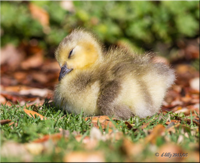 Canada Gosling