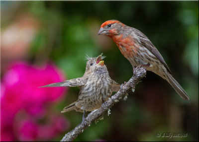 House Finch