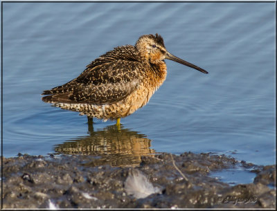 Long-billed Dowitcher breeding plumage