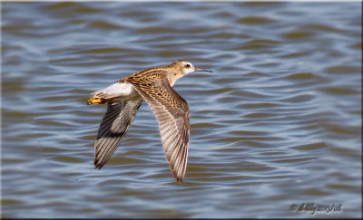 Wilson's Phalarope in flight