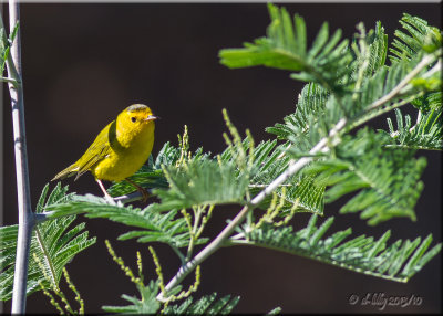 Wilson's Warbler.jpg