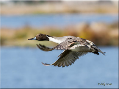 Northern Pintail