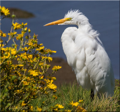 Great Egret