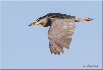 Black-crowned Night Heron