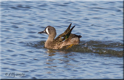 Blue-winged Teal