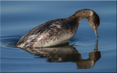 Eared Grebe