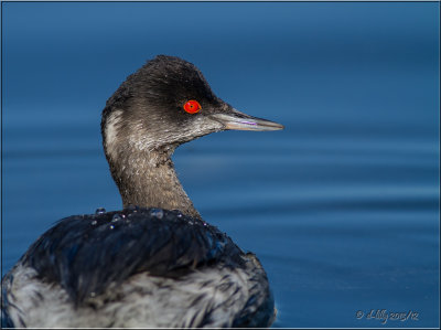 Eared Grebe
