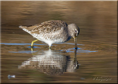 Long-billed Dowitcher