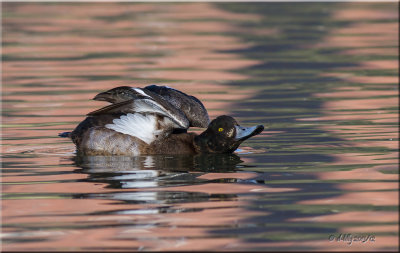 Greater Scaup, female