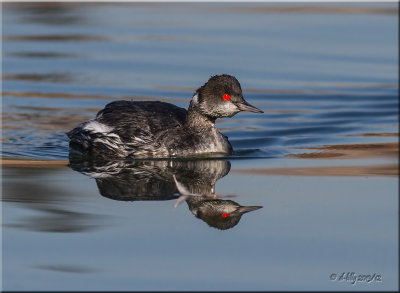 Eared Grebe