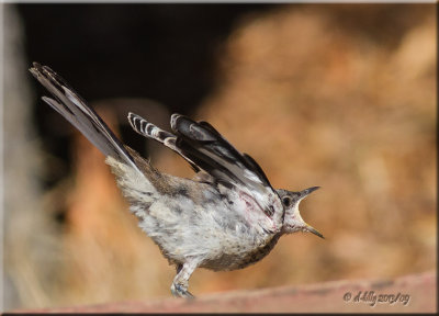 Northern Mockingbird begging