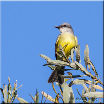 Tropical Kingbird