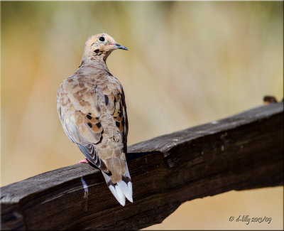 Mourning Dove