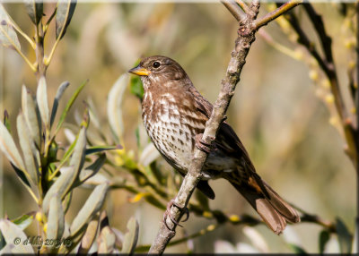 Fox Sparrow