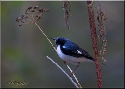 Black-throated Blue Warbler