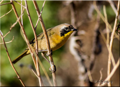 Common Yellowthroat
