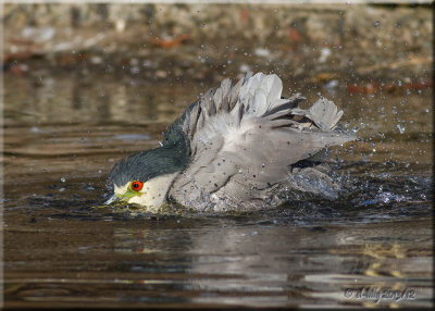 Black-crowned Night Heron