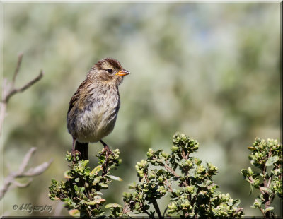 White-crowned Sparrow