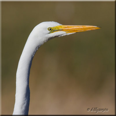 Great Egret