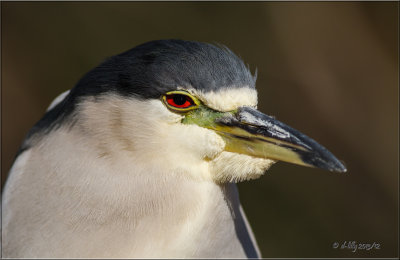 Black-crowned Night Heron