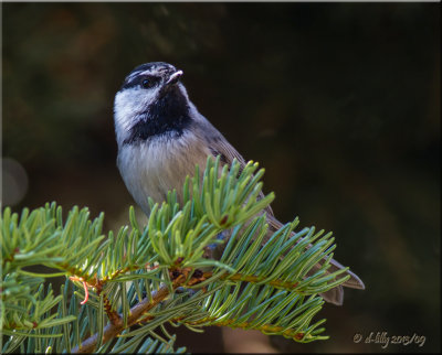 Mountain Chickadee