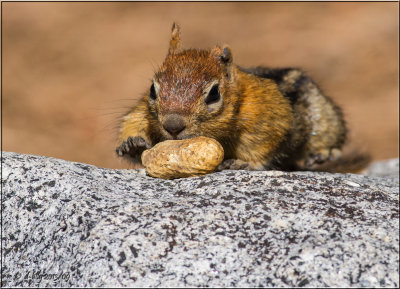 Golden-mantel Squirrel