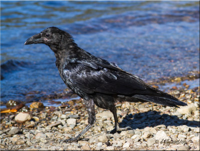 Common Raven, immature